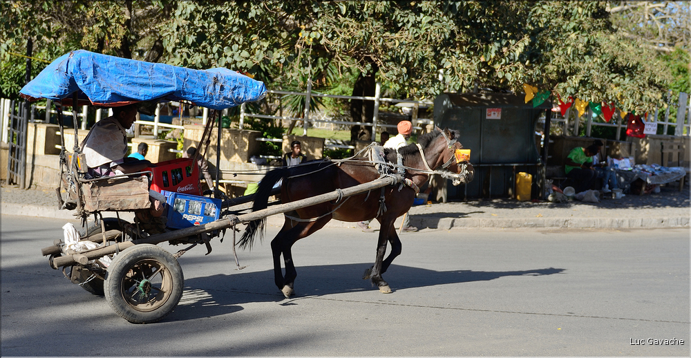 Dans les rues animées de Gondar. (14)