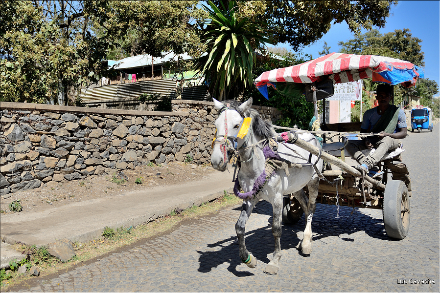 Dans les rues animées de Gondar. (27)