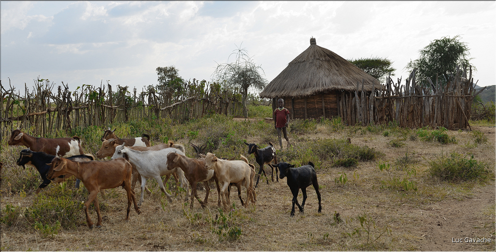 Les Banna de la région de Key Afer sont des cousins des Hamer, avec qui ils partagent le même mode vie agropastorale. (8)