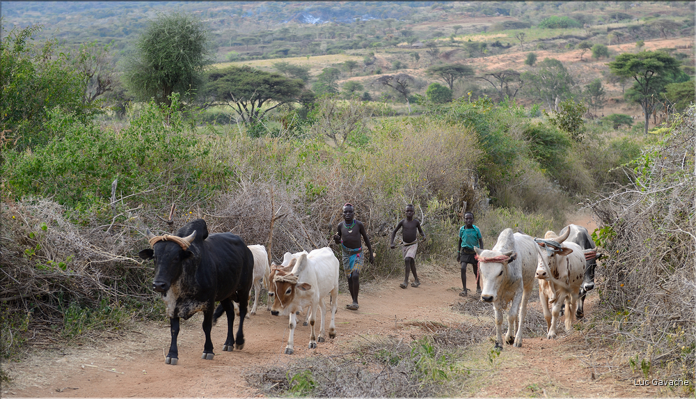 Les Banna de la région de Key Afer sont des cousins des Hamer, avec qui ils partagent le même mode vie agropastorale. (13)