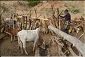 Les Banna de la région de Key Afer sont des cousins des Hamer, avec qui ils partagent le même mode vie agropastorale. (31)