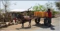 Dans les environs de la ville de Konso. (36)
