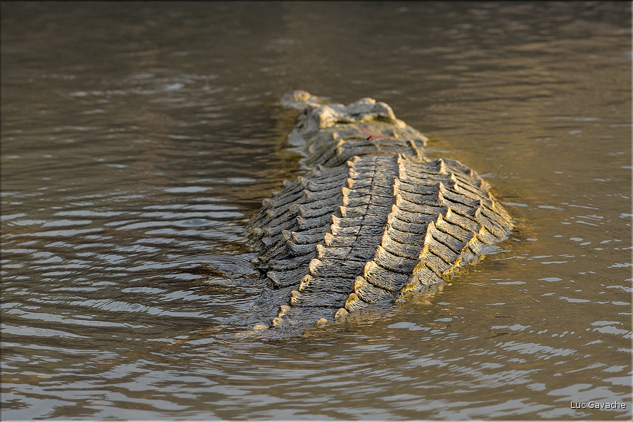 L'île des crocodiles n'en a pas que la forme, puisqu'elle en abrite de nombreux spécimens. (6)