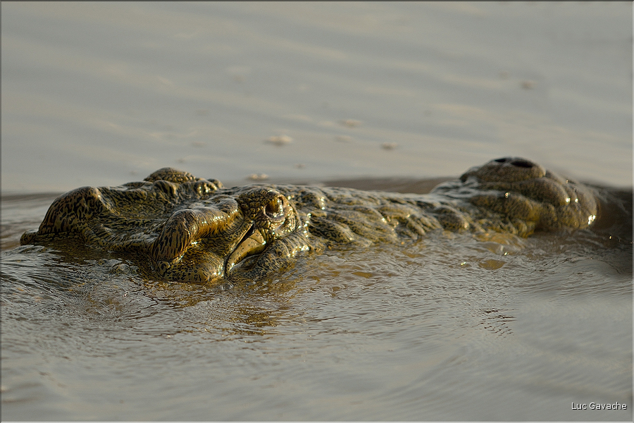 L'île des crocodiles n'en a pas que la forme, puisqu'elle en abrite de nombreux spécimens. (8)