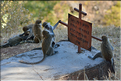 Les singes de St.Georges. (1)