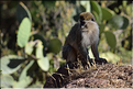 Les singes de St.Georges. (2)
