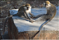 Les singes de St.Georges. (3)