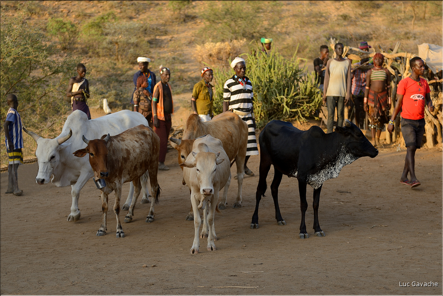 L'épreuve de passage consiste à sauter et à courir sur le dos de plusieurs vaches qui seront alignées. A cet effet celles-ci sont amenées sur la place du village.