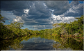 En remontant la New river lagoon au Belize. (9)