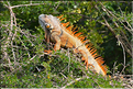 En remontant la New river lagoon au Belize. (1) Iguane