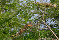 En remontant la New river lagoon au Belize. (2) Iguane