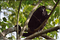 En remontant la New river lagoon au Belize. Singe hurleur. (1)