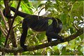En remontant la New river lagoon au Belize. Singe hurleur. (2)