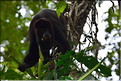 En remontant la New river lagoon au Belize. Singe hurleur. (6)