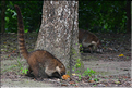 ...on y trouve de nombreux animaux comme les coatis. (2)