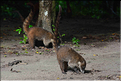 ...on y trouve de nombreux animaux comme les coatis. (4)