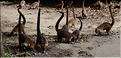 ...on y trouve de nombreux animaux comme les coatis. (9)