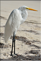 Les animaux de Caye Caulker. Aigrette. (1)