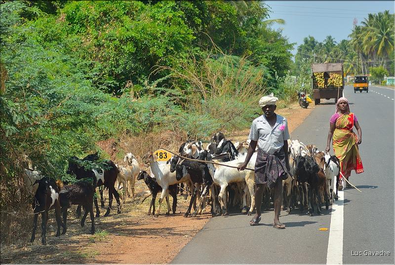 Dans les environs de Cumbum. (1)