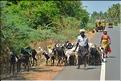 Dans les environs de Cumbum. (1)