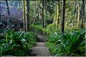 Plantation près du village de Thekkady. (17)