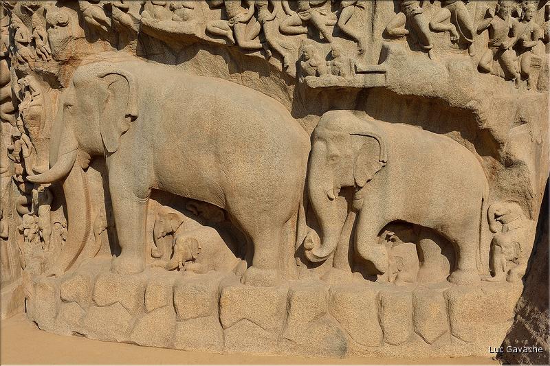 Arjuna's Penance représente la descente du Gange et date du VI et VIII ème siècle. Mahabalipuram. (17)