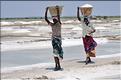Salines dans les environs de Pondichery. (2)