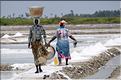 Salines dans les environs de Pondichery. (5)