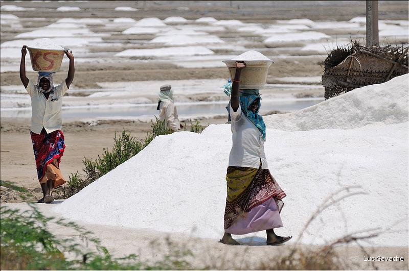 Salines dans les environs de Pondichery. (7)