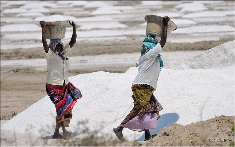 Salines dans les environs de Pondichery. (12)