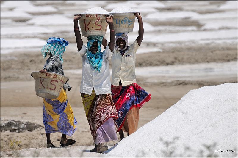 Salines dans les environs de Pondichery. (13)