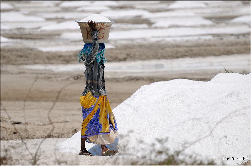 Salines dans les environs de Pondichery. (14)