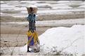 Salines dans les environs de Pondichery. (14)