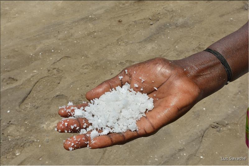 Salines dans les environs de Pondichery. (15)