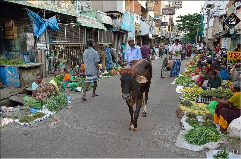 Le marché de Pondichery. (9)