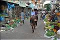 Le marché de Pondichery. (9)