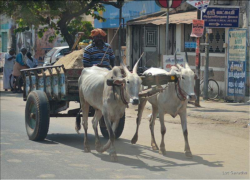 Le long de la route Pondichery-Thanjavur. (10)