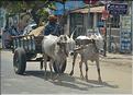 Le long de la route Pondichery-Thanjavur. (10)