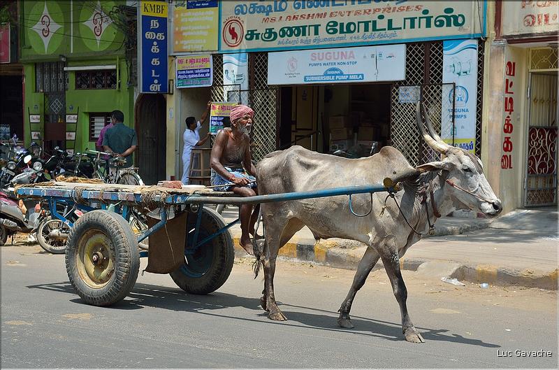 Le long de la route Pondichery-Thanjavur. (11)