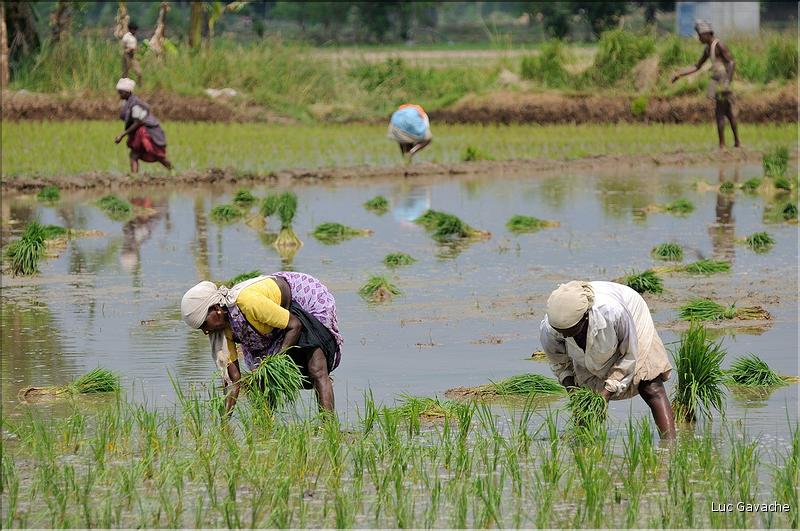 Repiquage du riz le long de la route Pondichery-Thanjavur. (1)