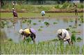 Repiquage du riz le long de la route Pondichery-Thanjavur. (1)