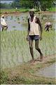 Repiquage du riz le long de la route Pondichery-Thanjavur. (2)