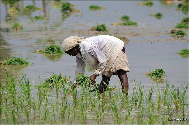 Repiquage du riz le long de la route Pondichery-Thanjavur. (3)