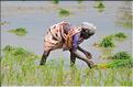 Repiquage du riz le long de la route Pondichery-Thanjavur. (4)