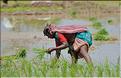 Repiquage du riz le long de la route Pondichery-Thanjavur. (5)