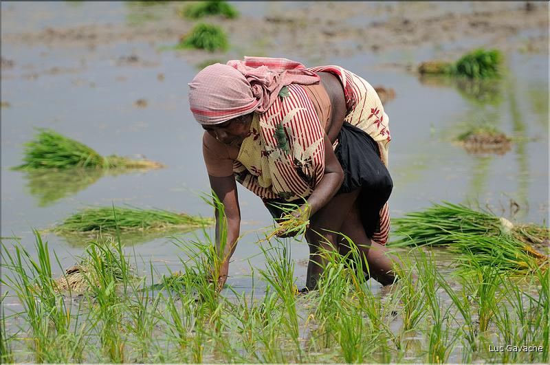 Repiquage du riz le long de la route Pondichery-Thanjavur. (7)