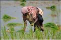 Repiquage du riz le long de la route Pondichery-Thanjavur. (7)