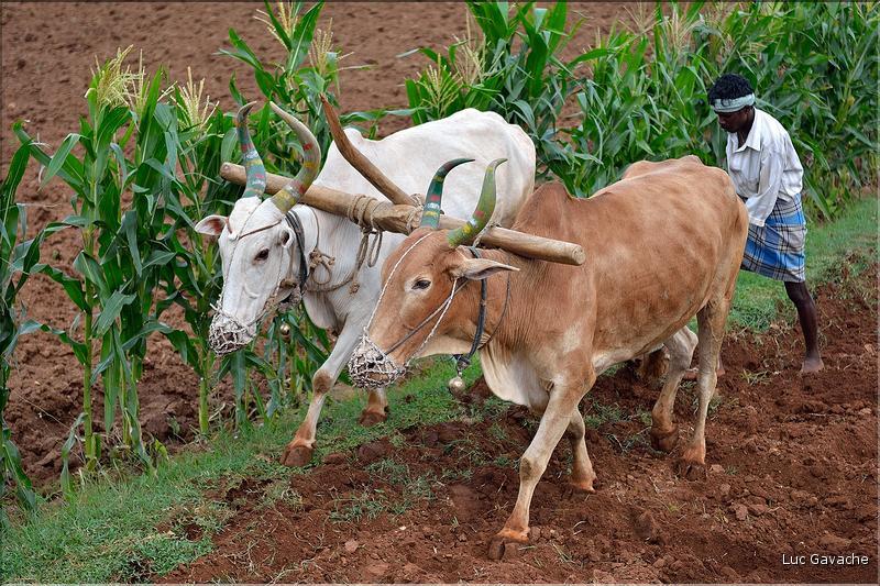 Travail aux champs dans les environs de Mysore. (2)