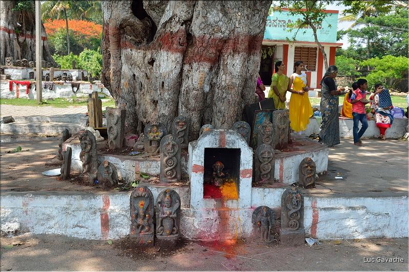 ... d'autre comme les prêtres Brahmane officient... Rivière au abord du village de Srirangapatna. (1)