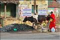 Petit matin ordinaire dans les rues de Thanjavur. (2)